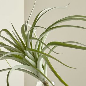

Suculenta Tillandsia Verde