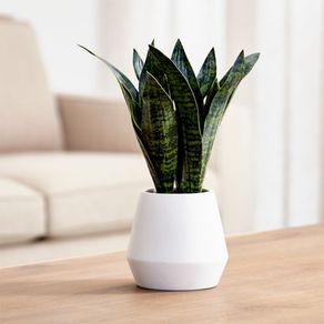 

Maceta Artificial Snake