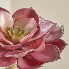

Suculenta Echeveria