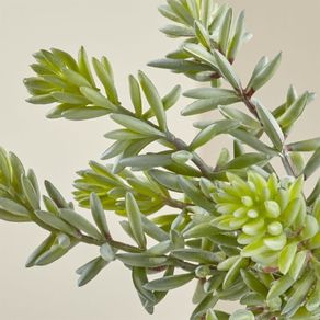 

Suculenta Sedum con Maceta