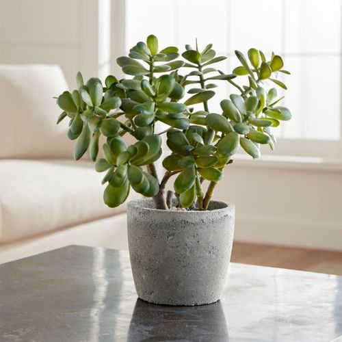 Planta-Decorativa-Jade-Crate-and-Barrel