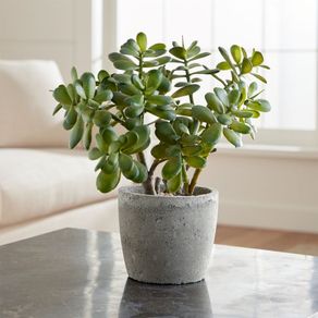 

Planta Decorativa Jade